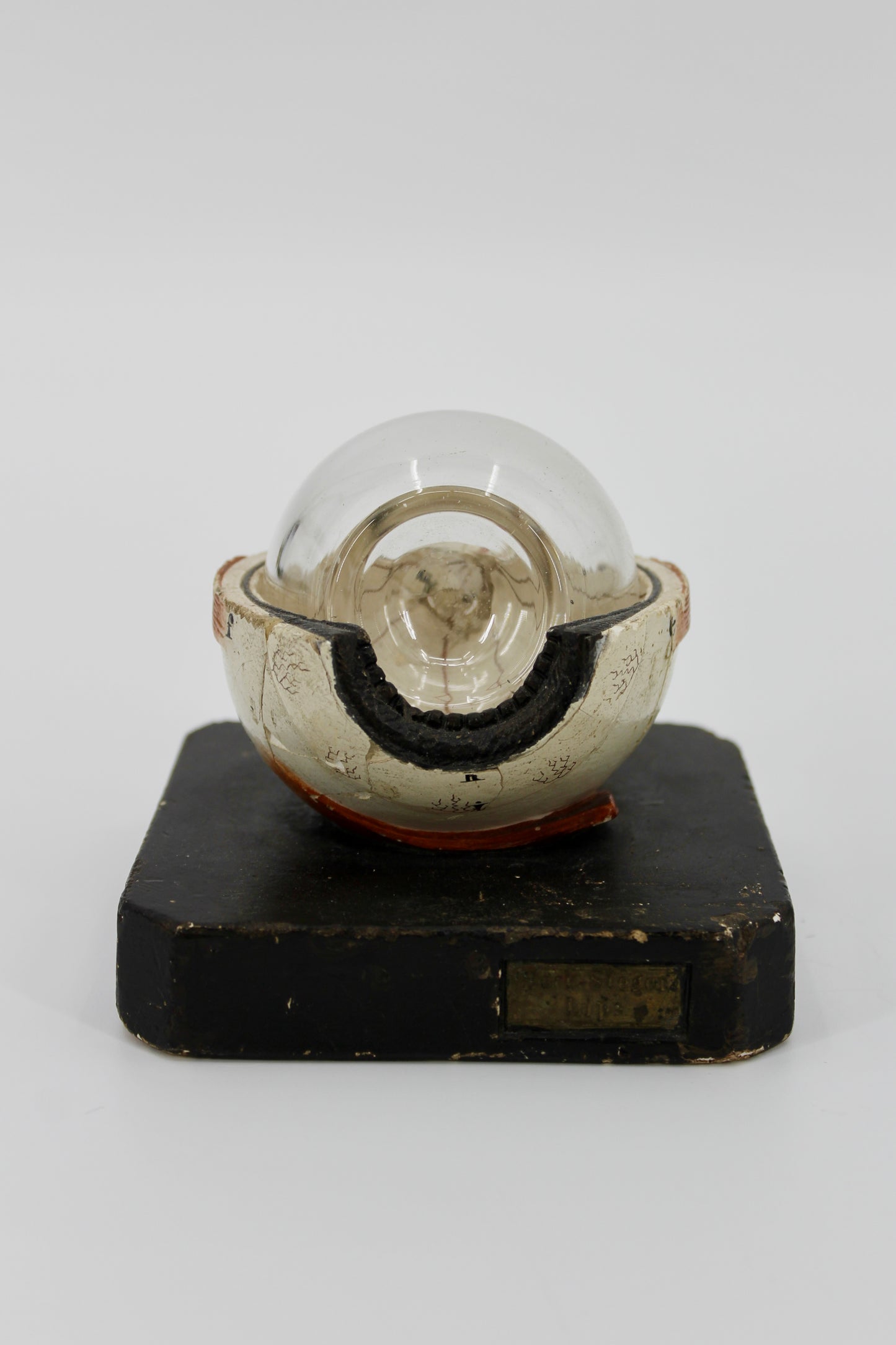 Antique German Anatomical Teaching Eyeball