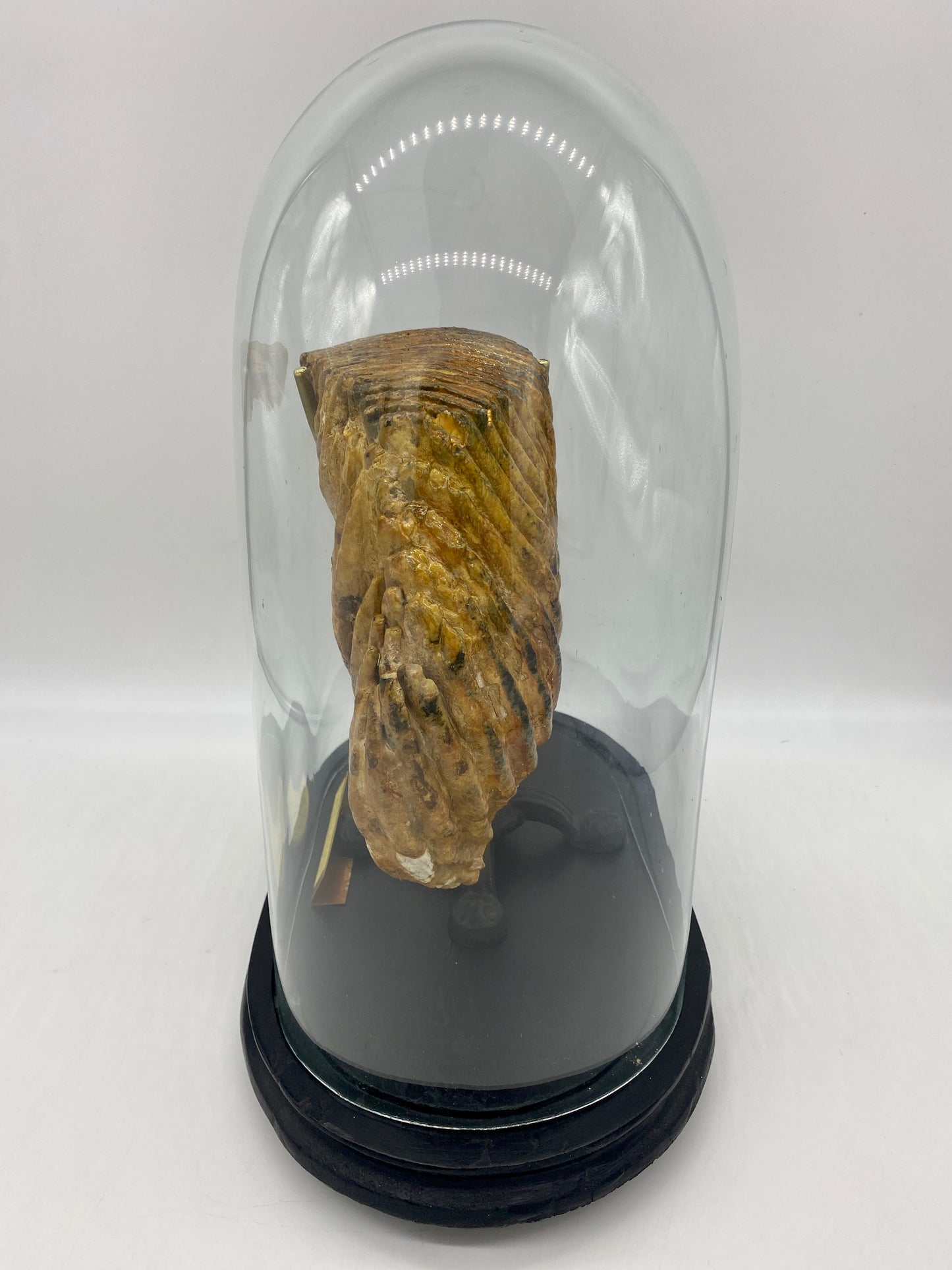 Large Pleistocene Era Woolly Mammoth Molar (w/ Victorian Cloche & Ornate Custom Stand)