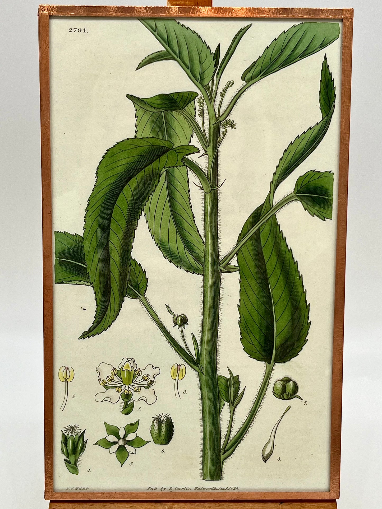 1828 S. Curtis Engraved Hand Colored Chestnut-Leaved Croton Print