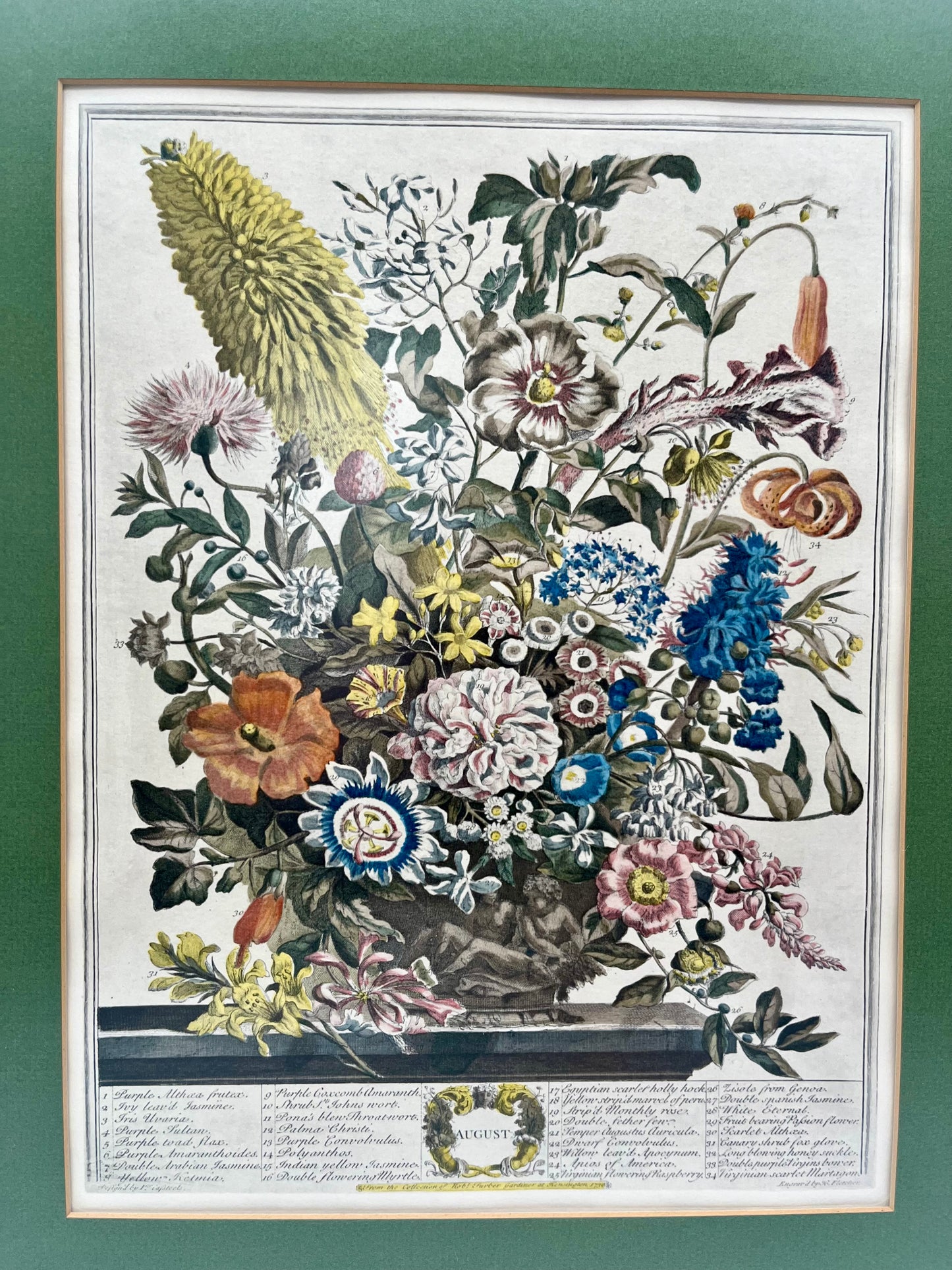 1730 August Framed Botanical Print by Robert Furber- Scarce Original 'Twelve Months of Flowers'