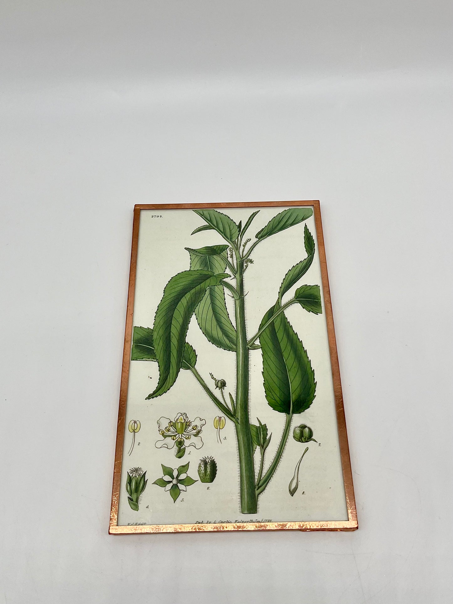 1828 S. Curtis Engraved Hand Colored Chestnut-Leaved Croton Print