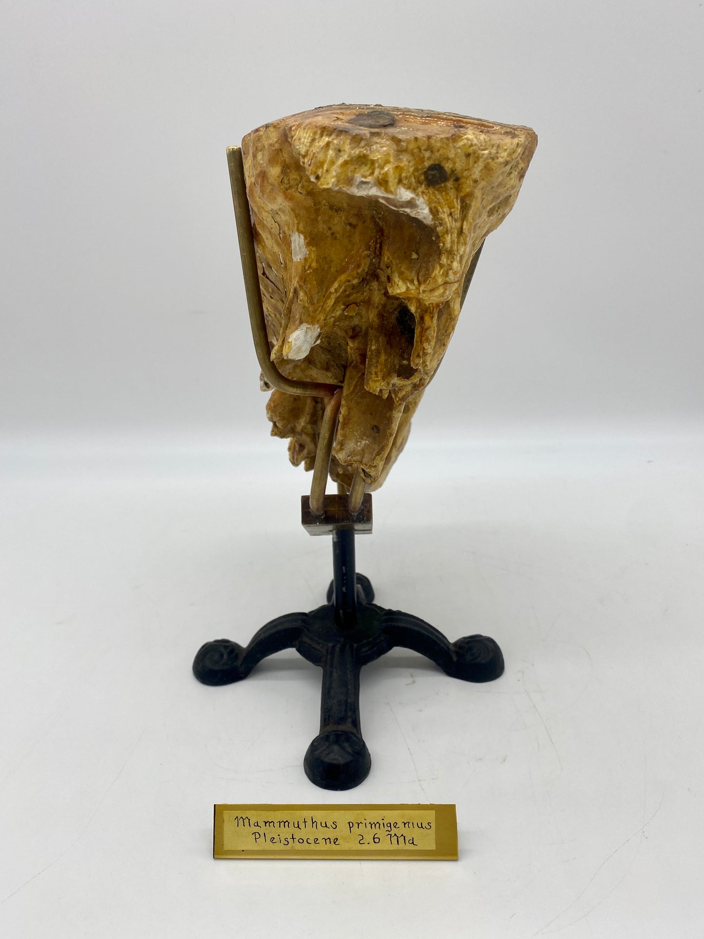 Large Pleistocene Era Woolly Mammoth Molar (w/ Victorian Cloche & Ornate Custom Stand)