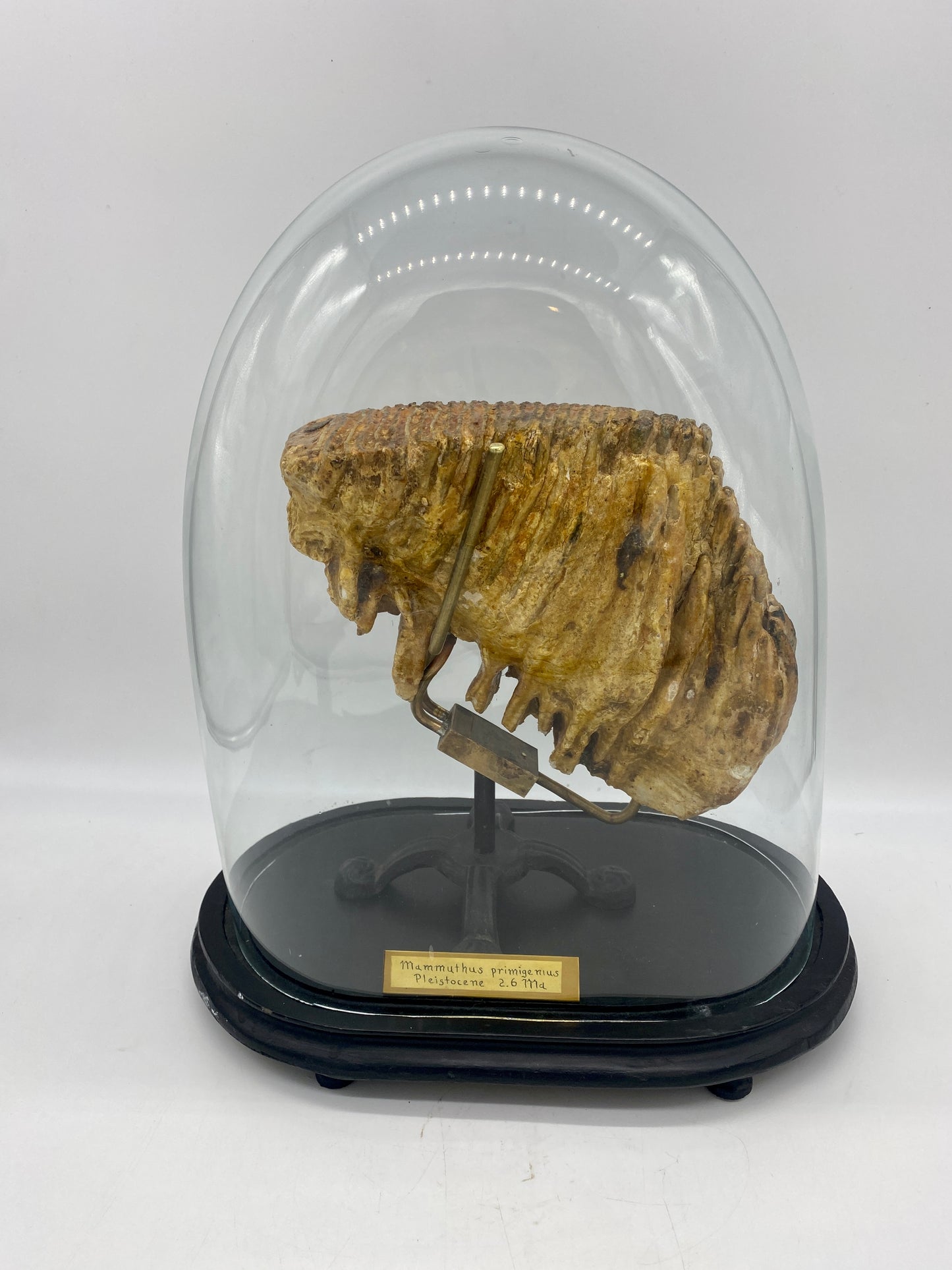 Large Pleistocene Era Woolly Mammoth Molar (w/ Victorian Cloche & Ornate Custom Stand)