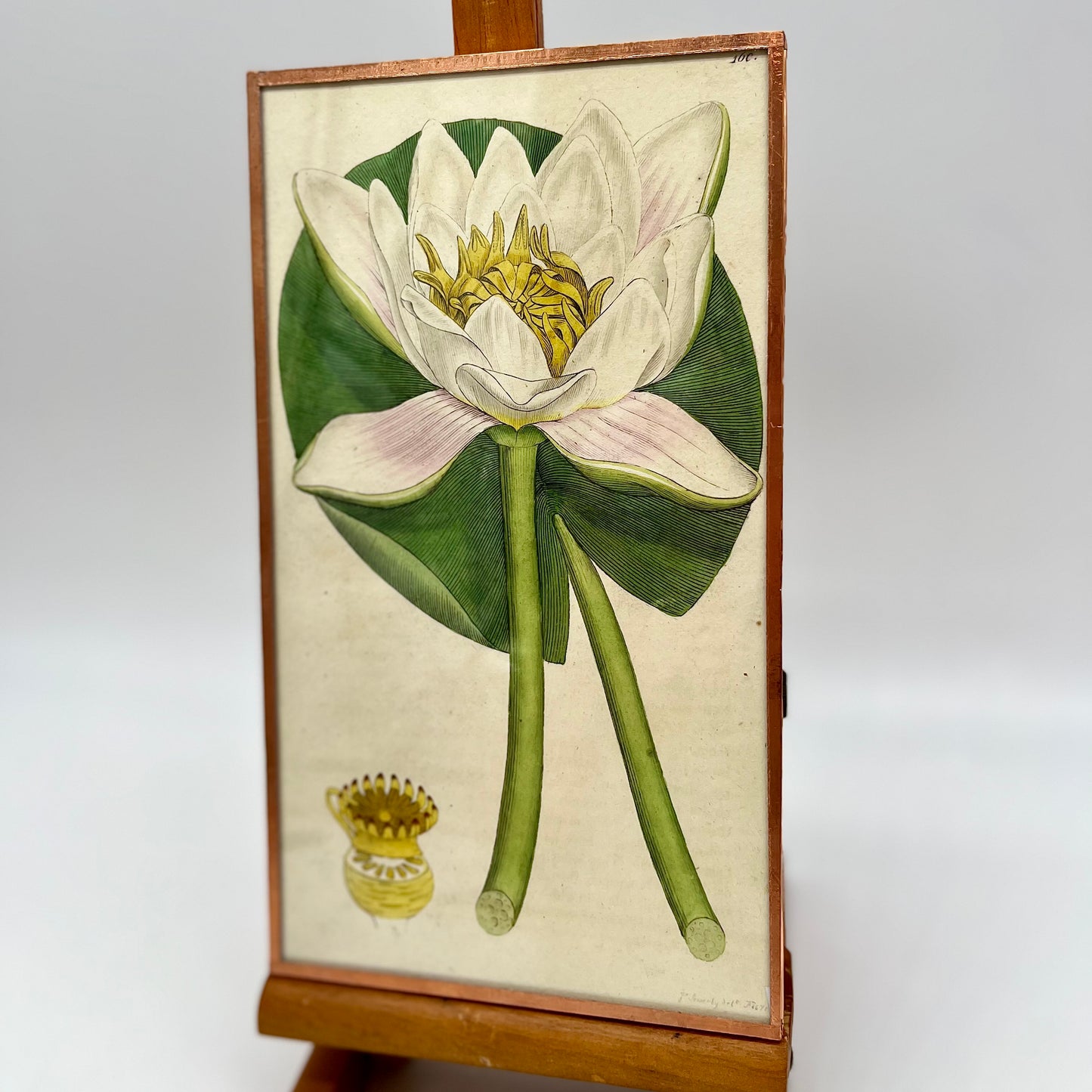 1794 J. Sowerby 'Water Lilly- White' Engraved Hand Colored Print