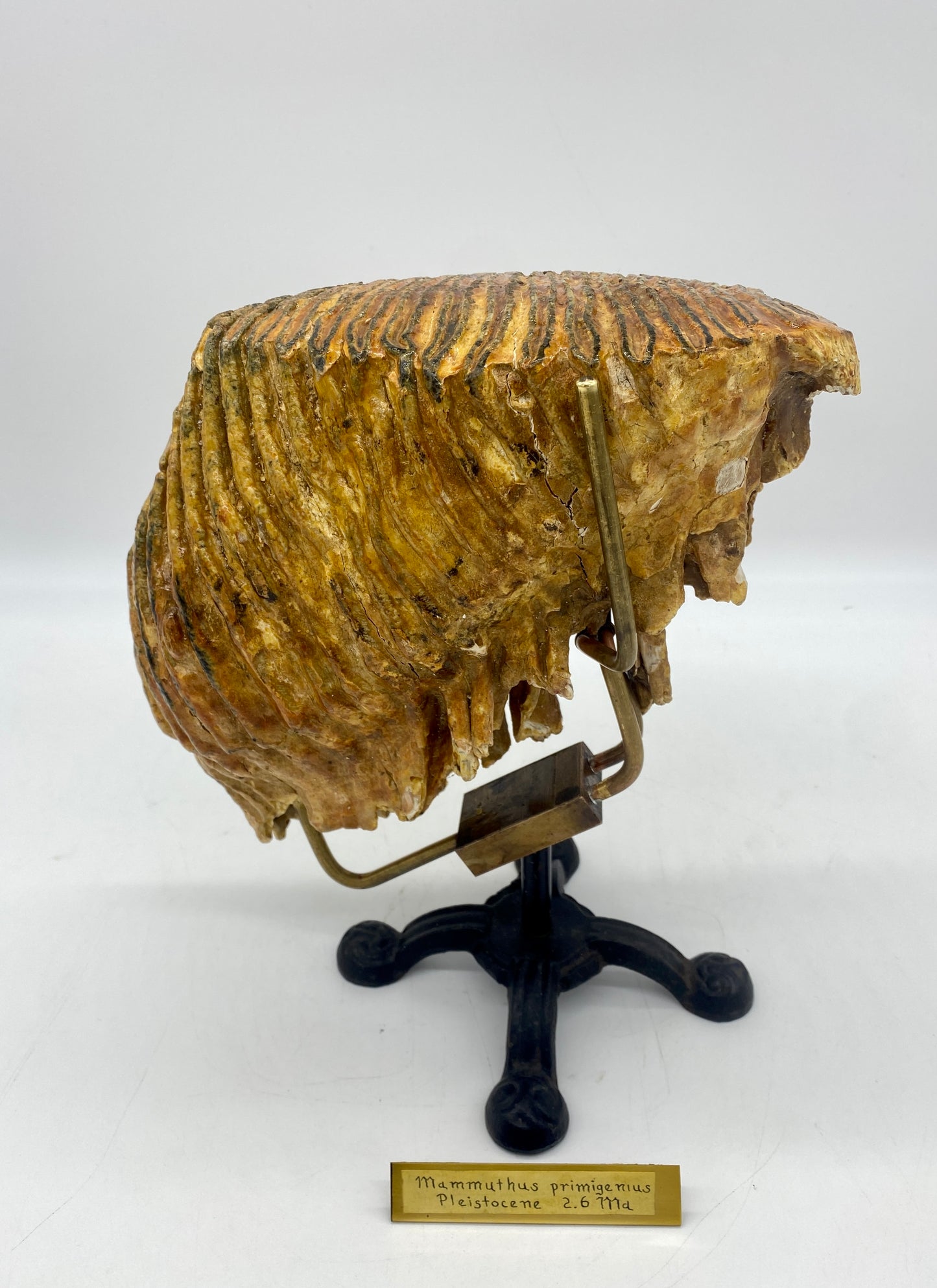 Large Pleistocene Era Woolly Mammoth Molar (w/ Victorian Cloche & Ornate Custom Stand)