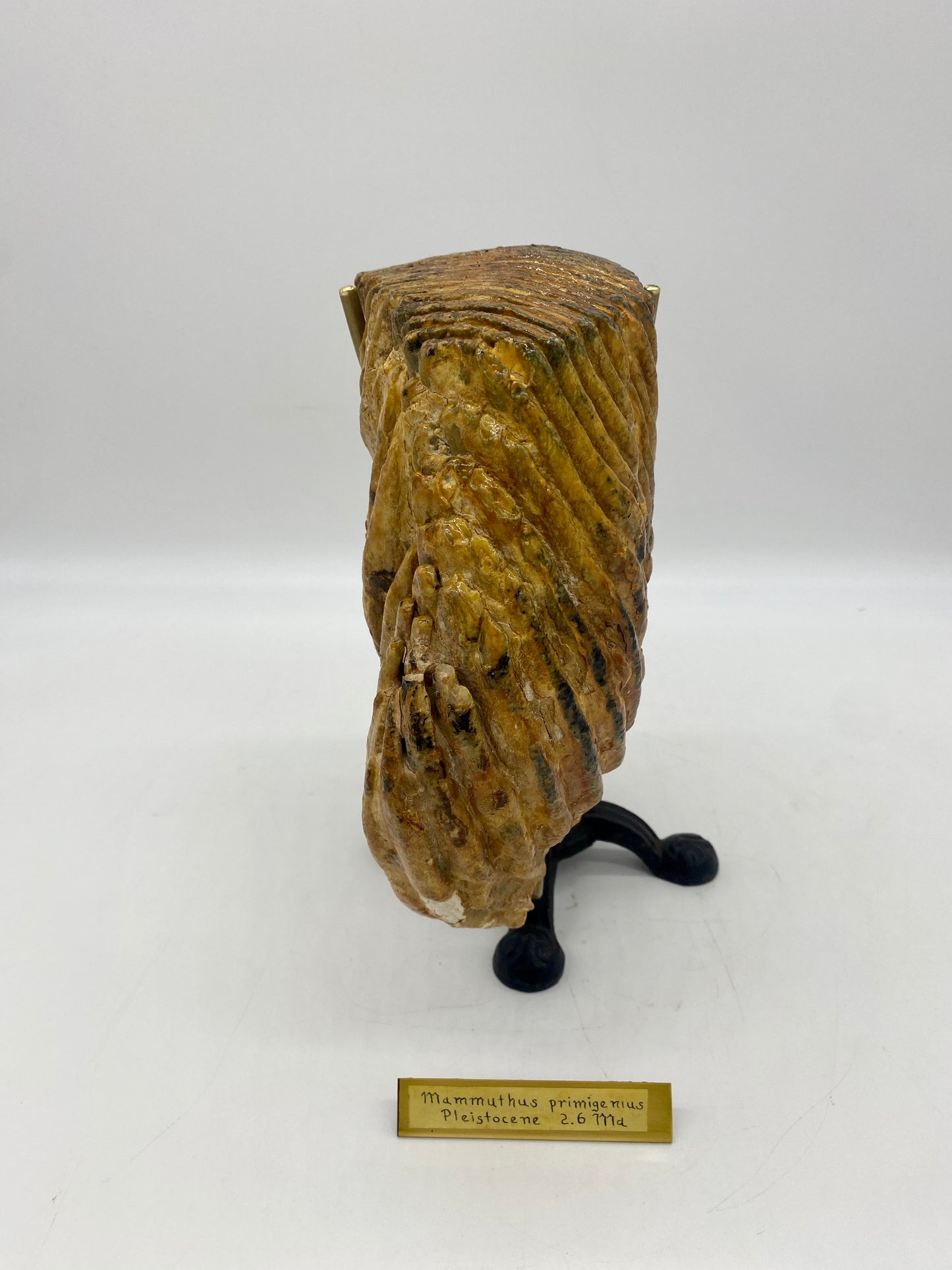 Large Pleistocene Era Woolly Mammoth Molar (w/ Victorian Cloche & Ornate Custom Stand)