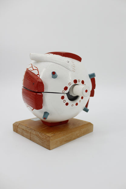 Denoyer-Geppert Large Deconstructing Anatomical Model