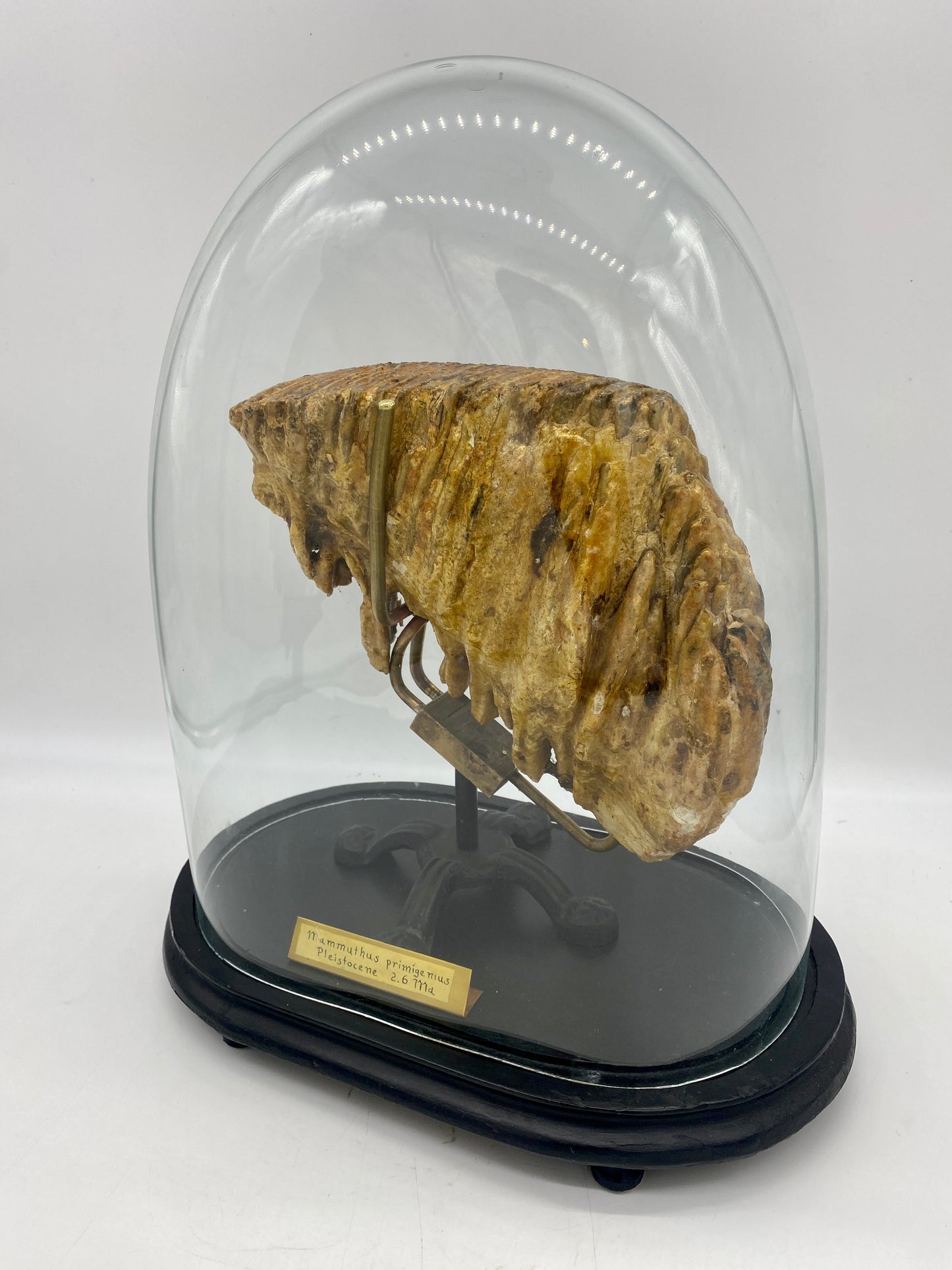 Large Pleistocene Era Woolly Mammoth Molar (w/ Victorian Cloche & Ornate Custom Stand)