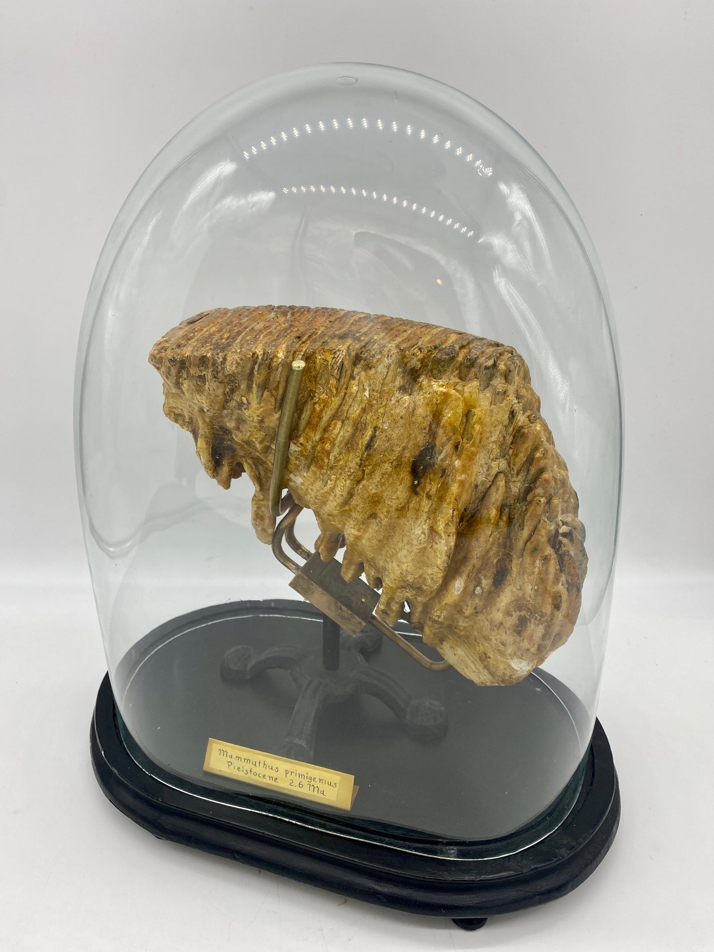 Large Pleistocene Era Woolly Mammoth Molar (w/ Victorian Cloche & Ornate Custom Stand)