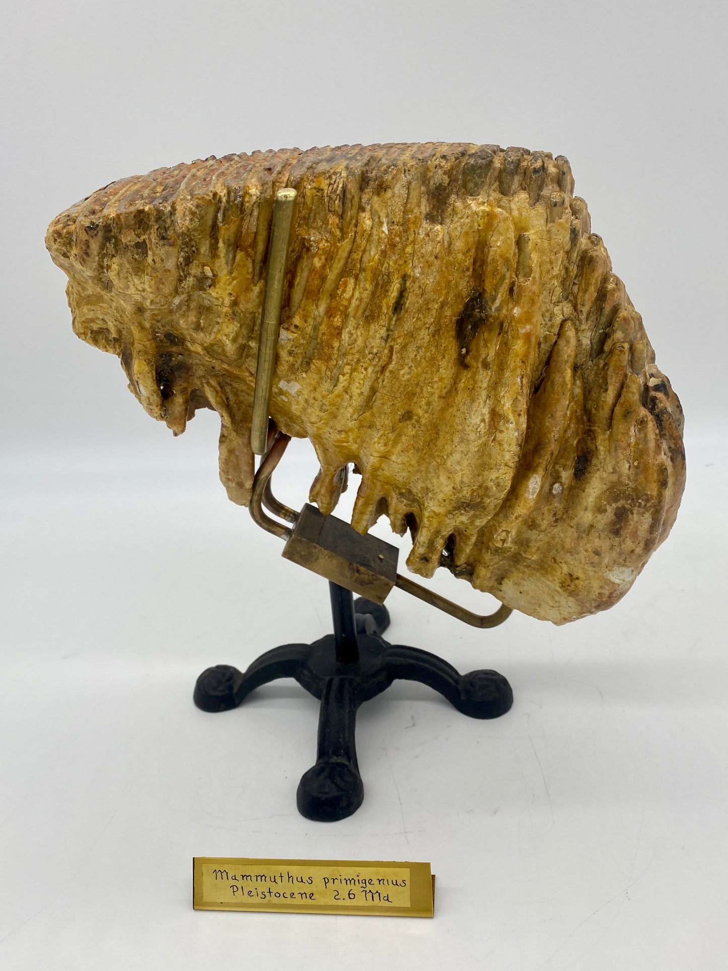 Large Pleistocene Era Woolly Mammoth Molar (w/ Victorian Cloche & Ornate Custom Stand)