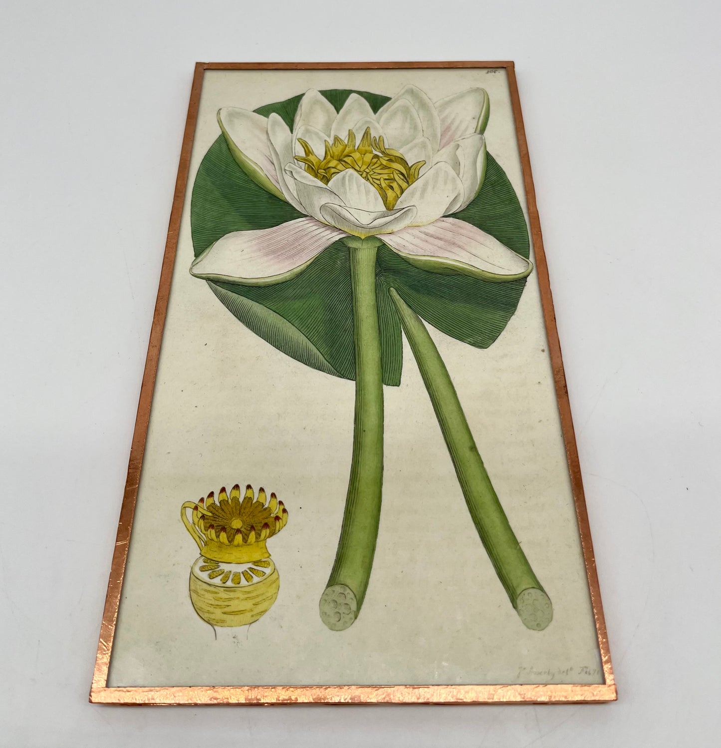 1794 J. Sowerby 'Water Lilly- White' Engraved Hand Colored Print