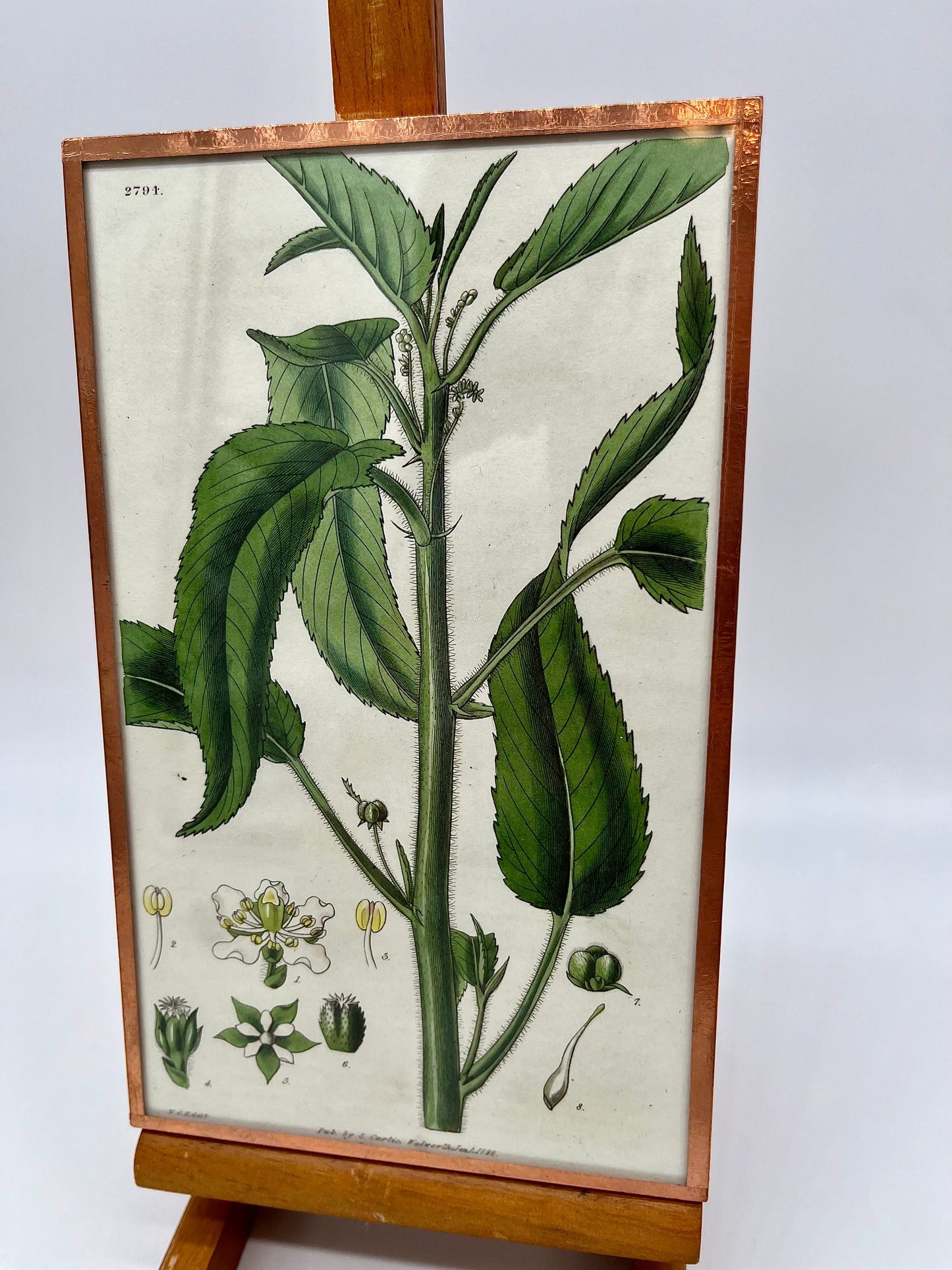 1828 S. Curtis Engraved Hand Colored Chestnut-Leaved Croton Print