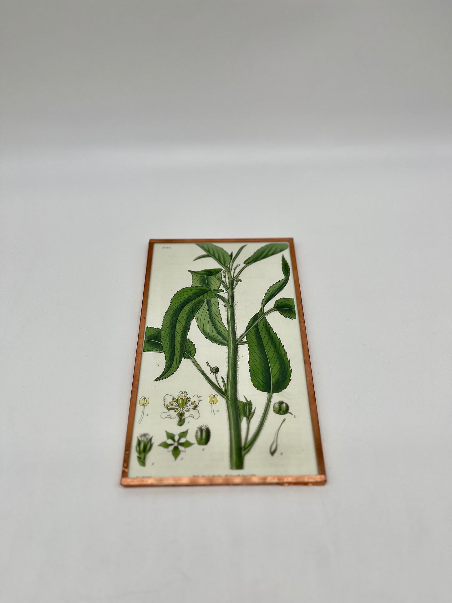 1828 S. Curtis Engraved Hand Colored Chestnut-Leaved Croton Print