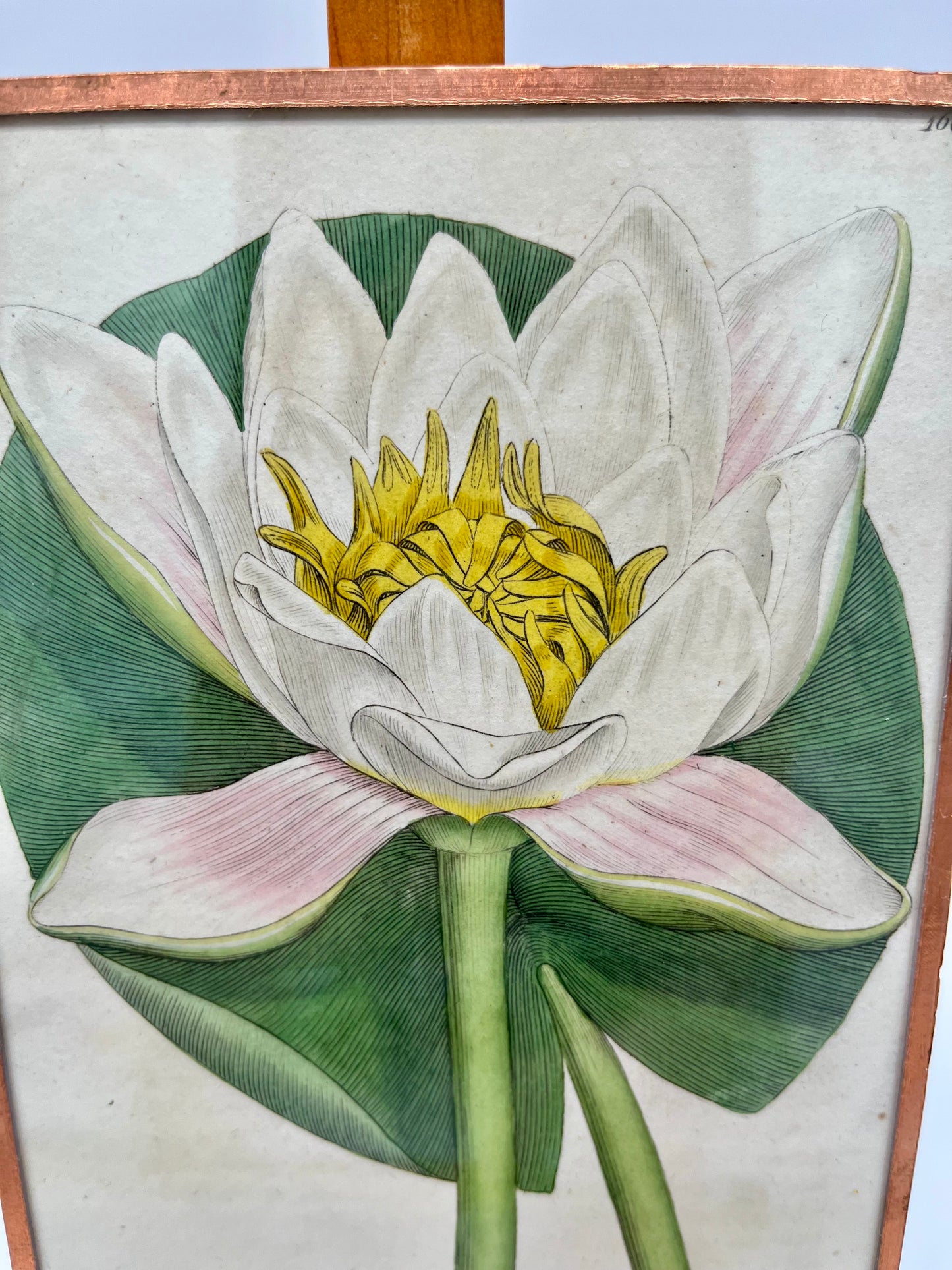 1794 J. Sowerby 'Water Lilly- White' Engraved Hand Colored Print